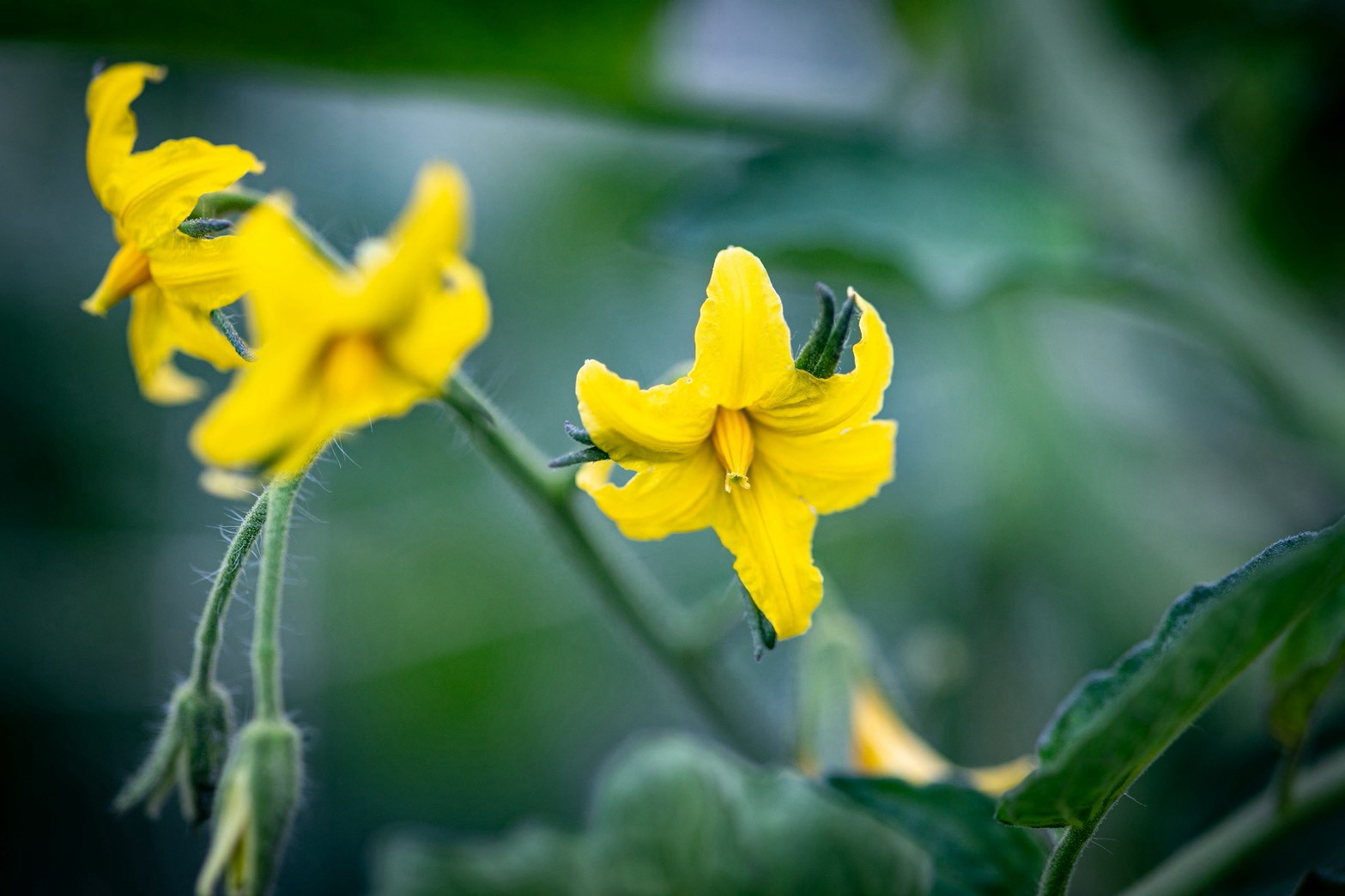 番茄花